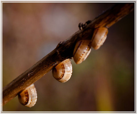 4 snails on a twig 4 small snails holding to a twig Gastropoda,Snail,Theba pisana,grass,plants