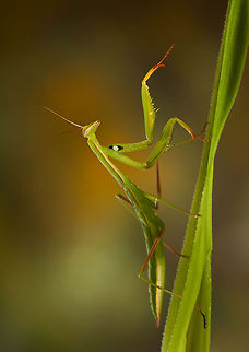 Mantis Religiosa A green mantis walks a leaf vertically. European Mantis,Insects,MACRO,Mantis,Mantis religiosa