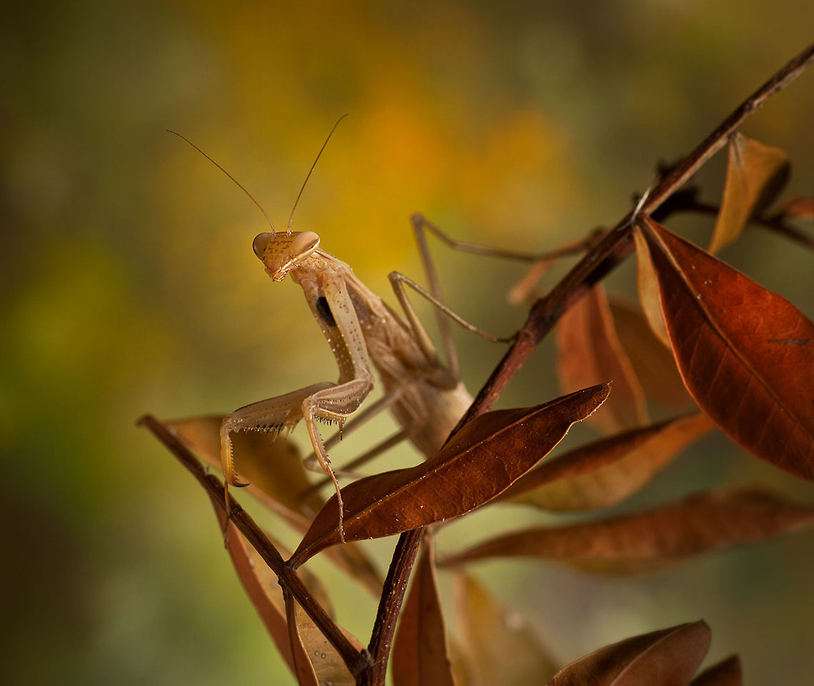 Mantis Religiosa Brown Mantis blends into leaves. Camouflage,European Mantis,Insects,MACRO,Mantis,Mantis religiosa