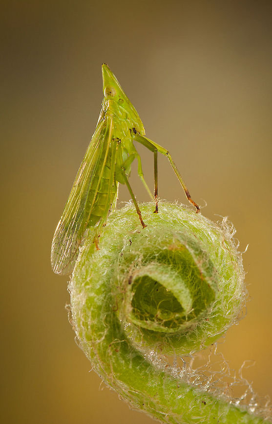 Europäischer Laternenträger (Dictyophara europaea) European Lantern bug closeup. Camouflage,Dictyophara europaea,Insects,Lantern Bug,Macro