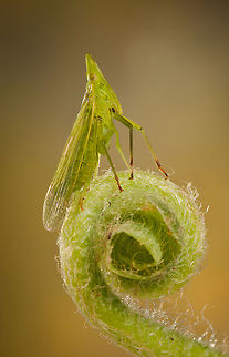 Europäischer Laternenträger (Dictyophara europaea) European Lantern bug closeup. Camouflage,Dictyophara europaea,Insects,Lantern Bug,Macro