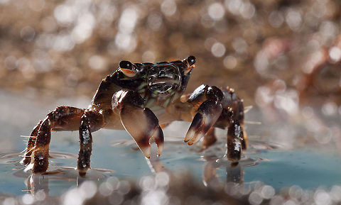 Crab closeup  Crabs,MACRO