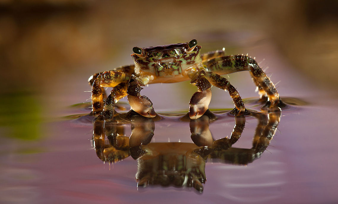 Crab closeup front view  Crabs,Macro