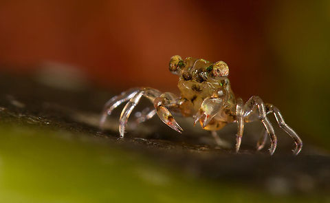 Crab closeup  Crabs,Macro