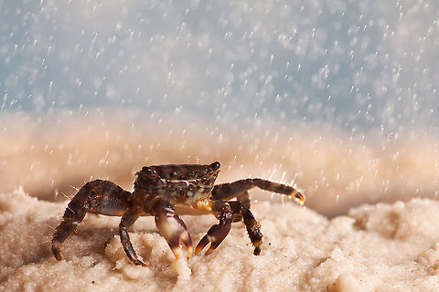 Crab in a sea breeze  Crabs,MACRO