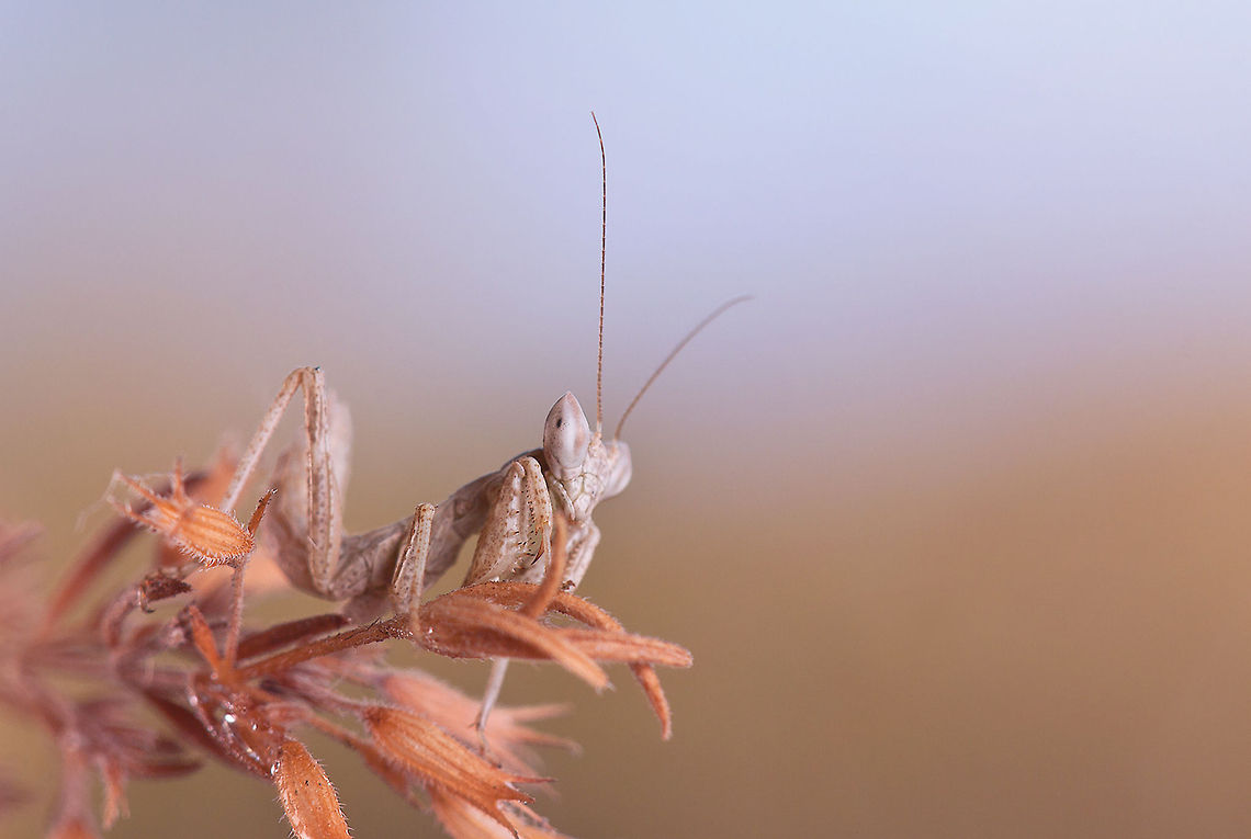 Sphinx  Insects,Macro,Mantis,Mantodea