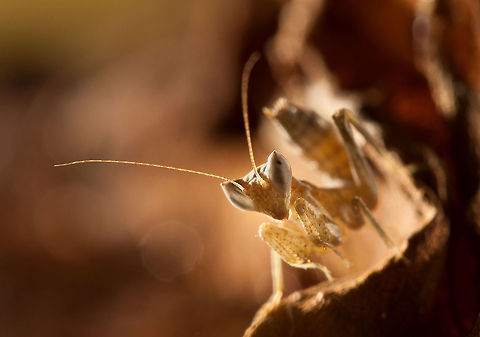 Mantis portrait  Insects,Macro,Mantis,Mantodea