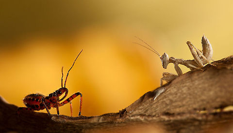 Dialogue A snout beetle meets a Mantis. Insects,Macro,Mantis,Mantodea,Rhynocoris iracundus
