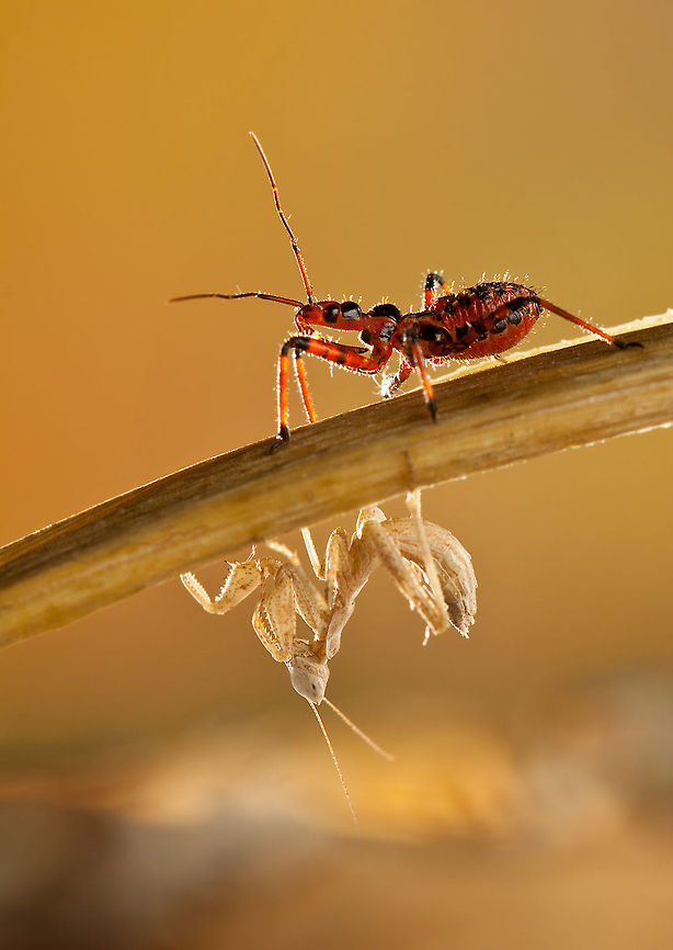 Hunting Hunter  Insects,Macro,Mantis,Mantodea,Rhynocoris iracundus,Snout Beetle