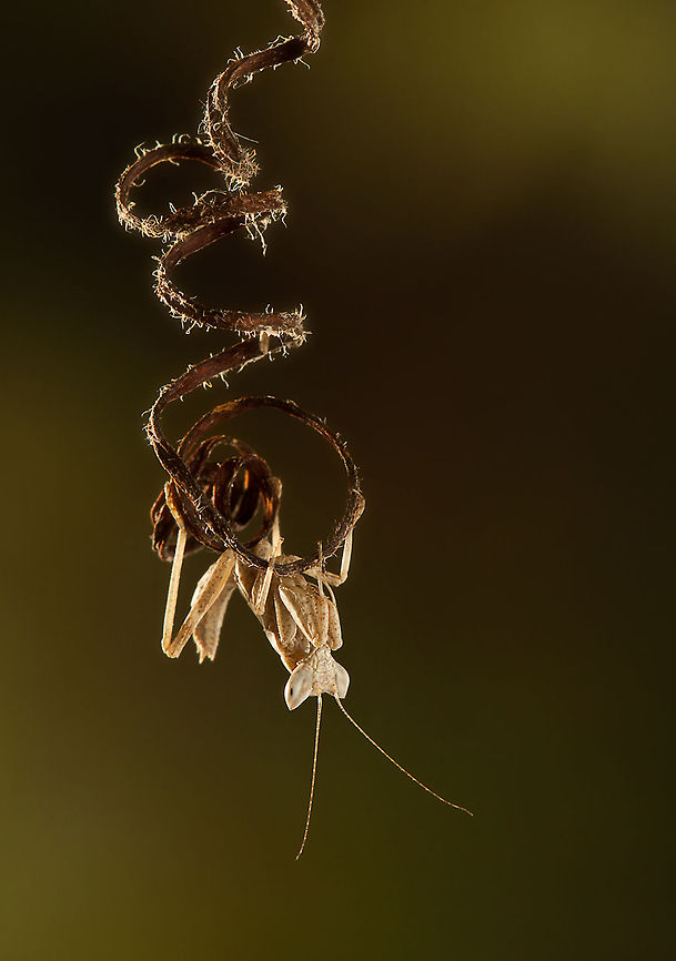 Mantis trapeze artist A Mantis hangs upside down. Insects,Mantis,мacro