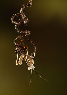 Mantis trapeze artist A Mantis hangs upside down. Insects,Mantis,мacro