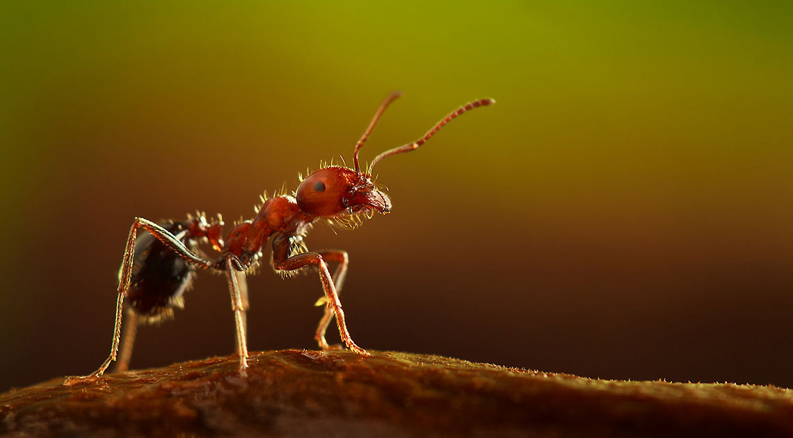 Ant closeup Sideview macro of a red ant. Ants,Insects,Macro