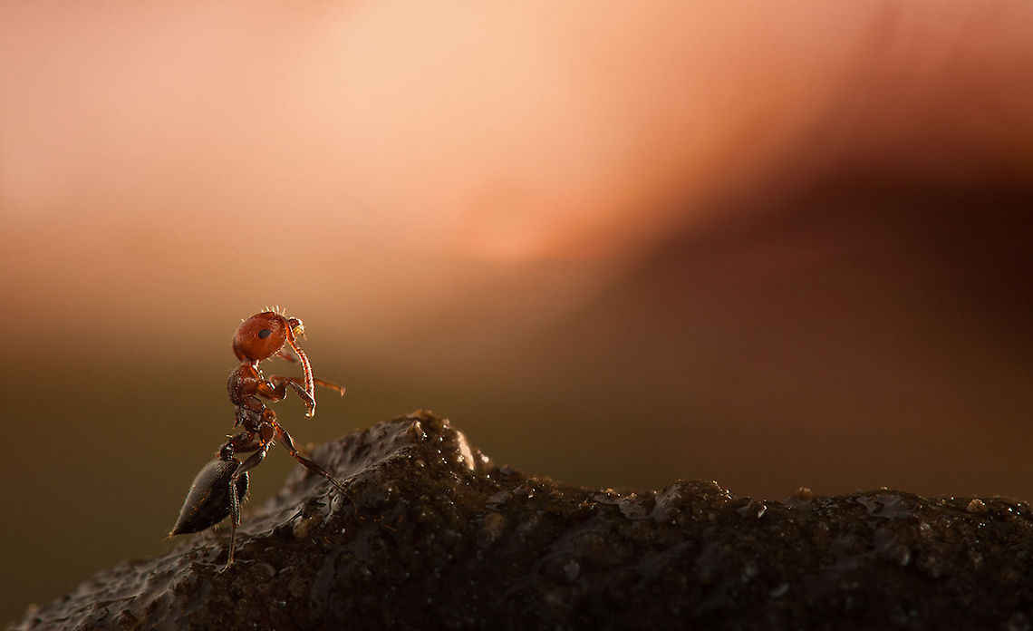 Ant macro  Insects,Macro,ants