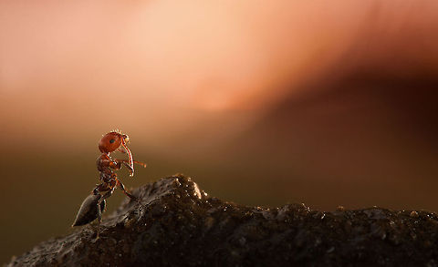 Ant macro  Insects,Macro,ants