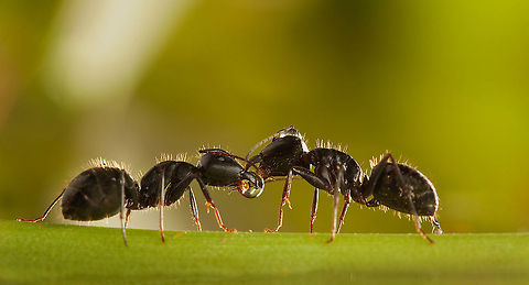 Two black ant friends Two black ants sharing a water droplet. Ants,Insects,Macro