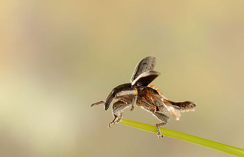 stroking wings Lixus sp., probably L. albomarginatus Macro