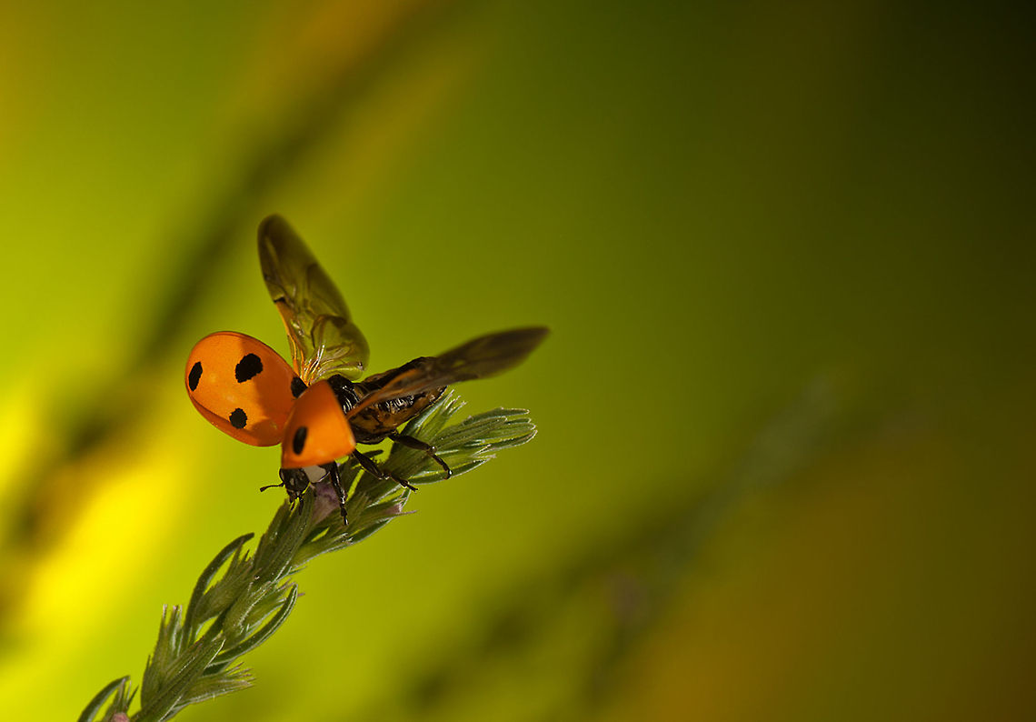 Ladybug about to launch into flight A ladybird with open carapace and extended wings about to take flight. 7-spot Ladybird,Beetles,Coccinella septempunctata,Insects,Ladybug,Macro