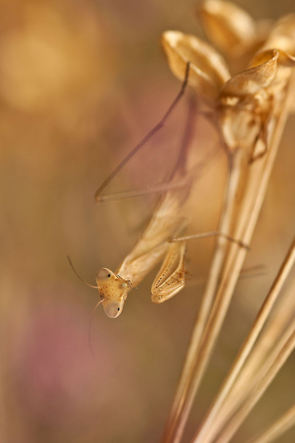 Mantis "Pink Dreams" Macro shot of a Mantis. MACRO,Mantis