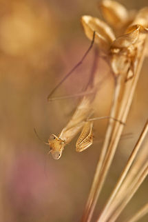 Mantis "Pink Dreams" Macro shot of a Mantis. MACRO,Mantis