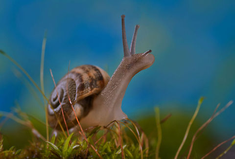 Snail closeup Colorful and detailed shot of a Snail. "At it on a back a small house, And itself as the wonderful gnome". MACRO,Snail,Theba pisana