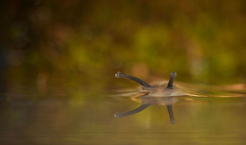 Swimming Snail 2 Tentacles with eyes pop out of the water as it reveals a swimming Snail. MACRO,Snail,Theba pisana