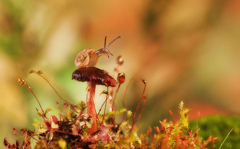 "АLISА IN THE WONDERLAND" A macro shot of a baby snail on top of a small toadstool surrounded by moss. MACRO,Snail,Theba pisana