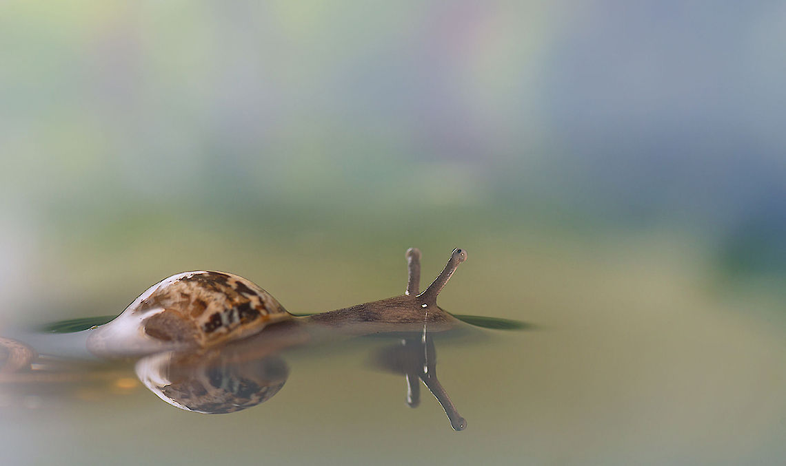 Swimming Snail Hard to believe, but this snail is swimming, carefully keeping its house and eyes above the water. MACRO,Snail,Theba pisana