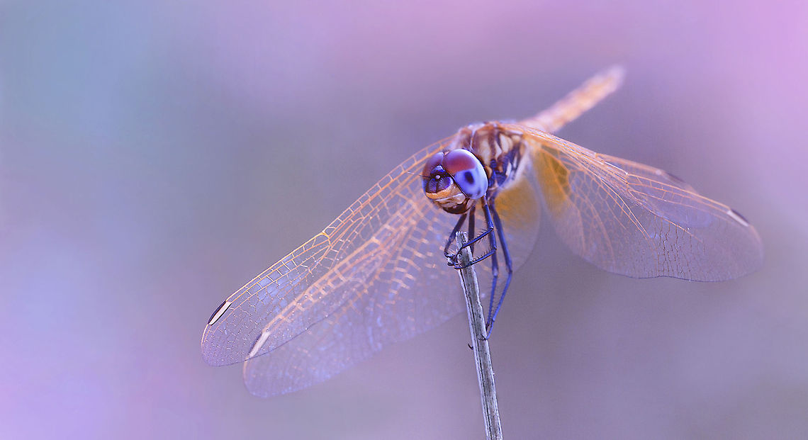 Dragonfly on a pole Surreal shot of a Dragonfly with a pink purple background. Dragonfly,Insects,MACRO,Odonata