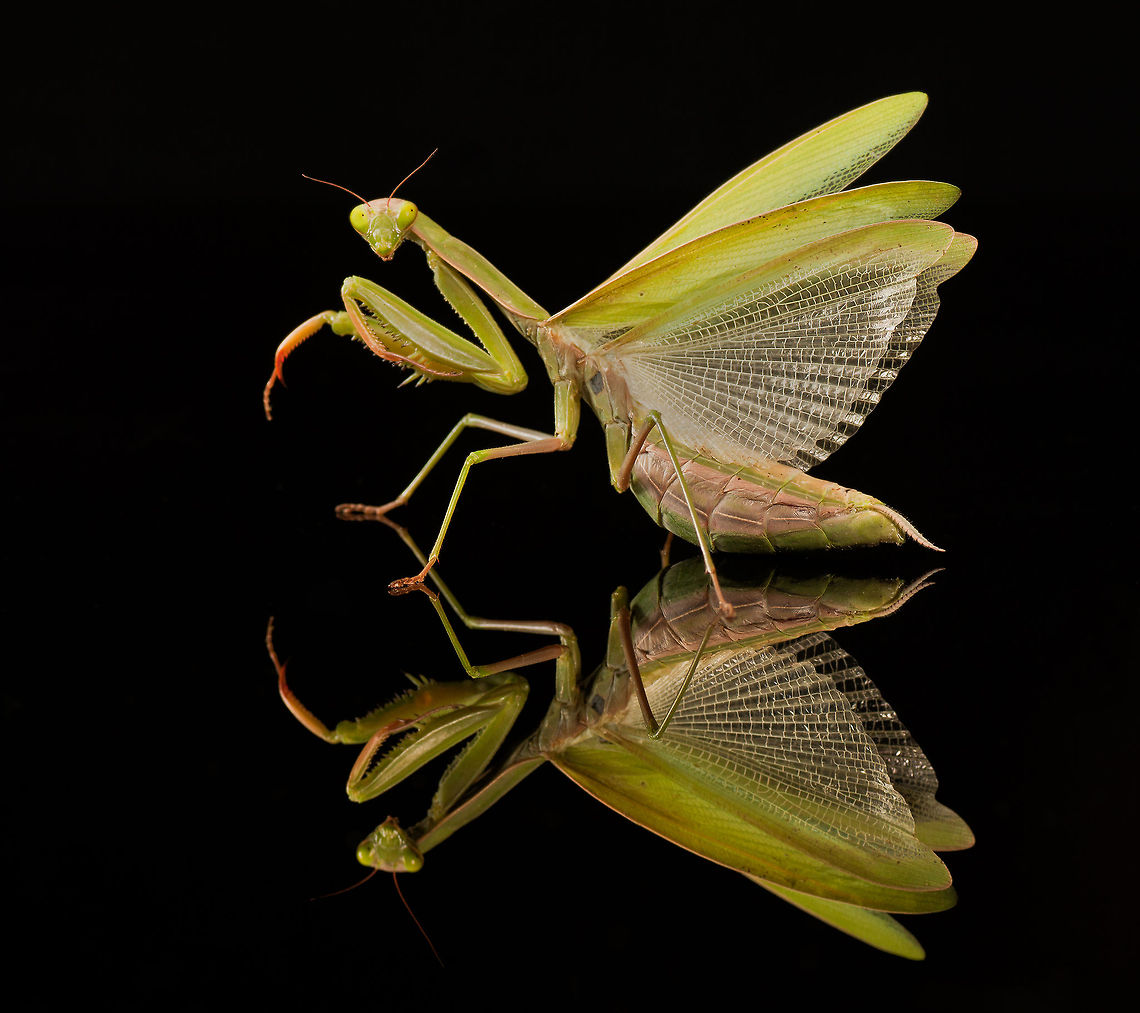 Mantis reflection, Siamese Twins Preying Mantis on a reflective surface. Arthropoda,European Mantis,Insects,MACRO,Mantis,Mantis religiosa