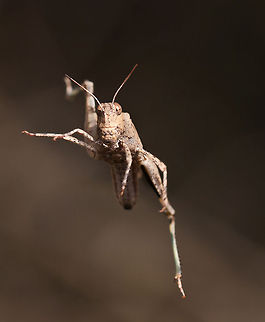 Incredible grasshopper action shot Unique action shot of a grasshopper in midst of a jump. Insects,MACRO