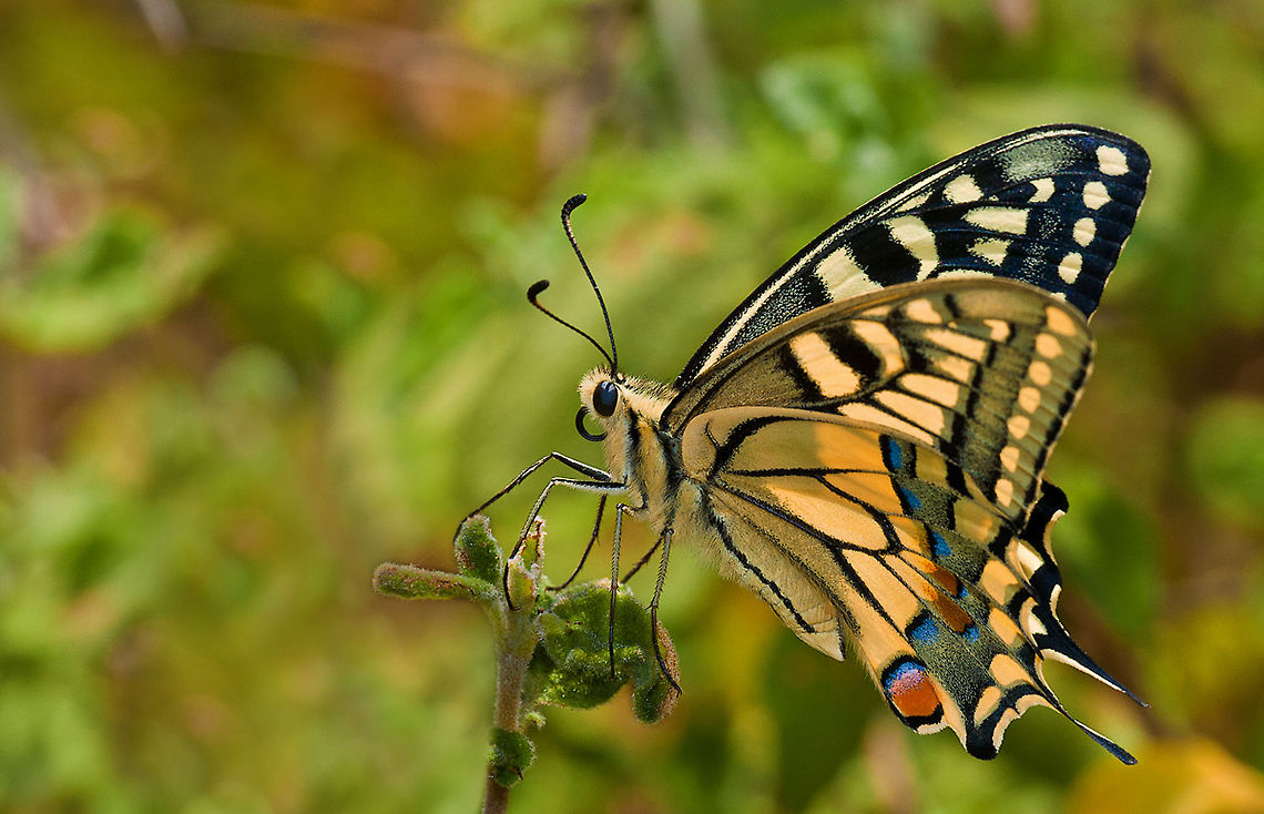 Old World swallowtail Very sharp shot of a large yellow Butterfly with black stripes. Butterfly,Insects,MACRO,Old World swallowtail,Papilio machaon,Rhopalocera