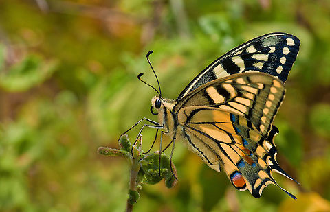 Old World swallowtail Very sharp shot of a large yellow Butterfly with black stripes. Butterfly,Insects,MACRO,Old World swallowtail,Papilio machaon,Rhopalocera