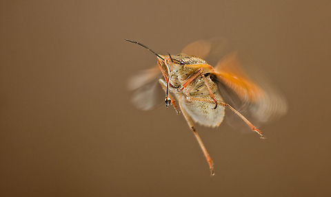 Moth-like bug in flight Incredible macro action shot of a moth-like creature during flight, its wings rapidly flapping to uplift its large body. Bugs,Insects,MACRO