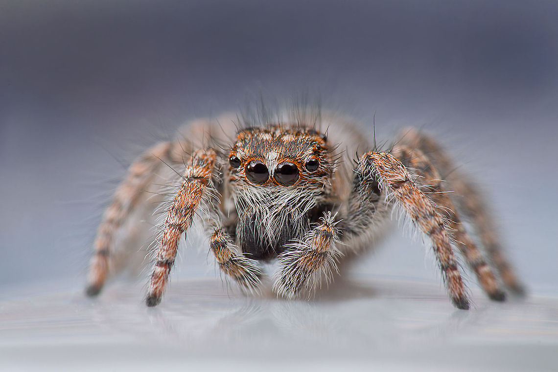 Jumping spider bigfoot Closeup of a spider clearly showing eyes and hairs. MACRO,Spider