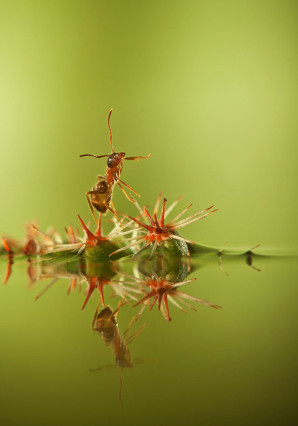 Ant stranded on island Ant navigates to avoid the water by making use of water plants. Formicidae,MACRO