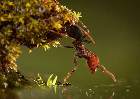 Ant reflection An ant hangs from moss over a pool of water. Formicidae,Insects,MACRO