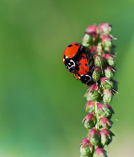 Ladbybug Love Story Two lady bugs in romance on a pink flower. Hippodamia variegata,Insects,Ladybug,MACRO