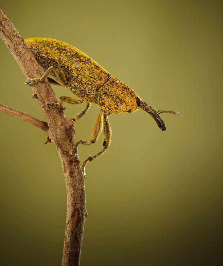 "In a fur coat" A closeup of an insect showing it's furry coat. Beetles,Curculionidae,Insects,Lixus,MACRO,Snout Beetle,Weevils