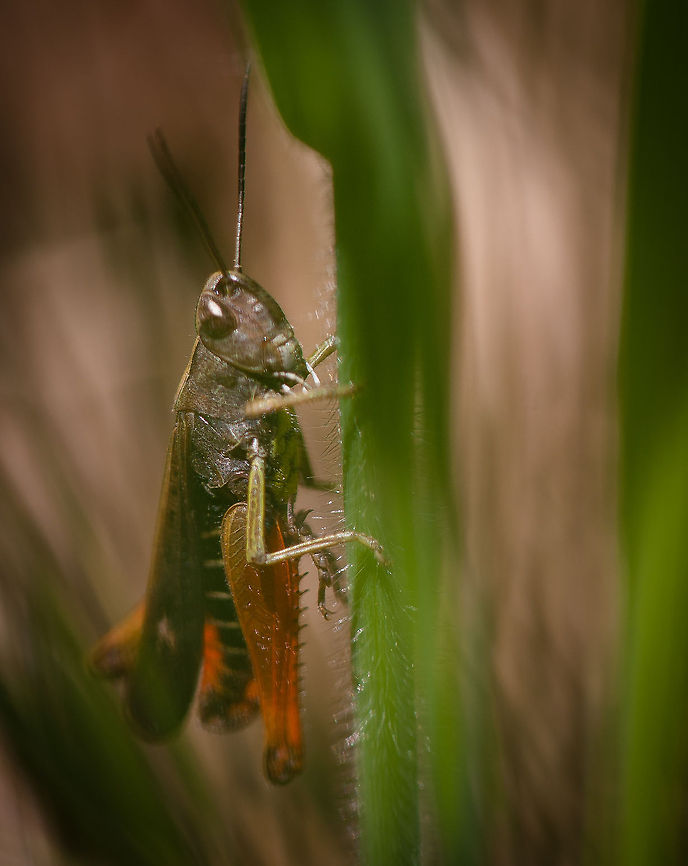 In the grass grasshopper sat Grashopper closeup. MACRO