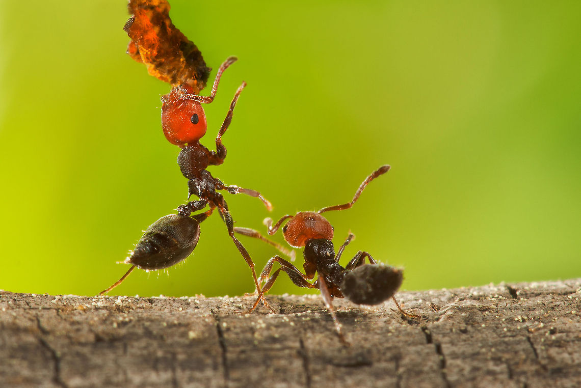 Ants taking care of lunch Two ants communicating towards the group goal: food. Ants,Formicidae,Insects,MACRO