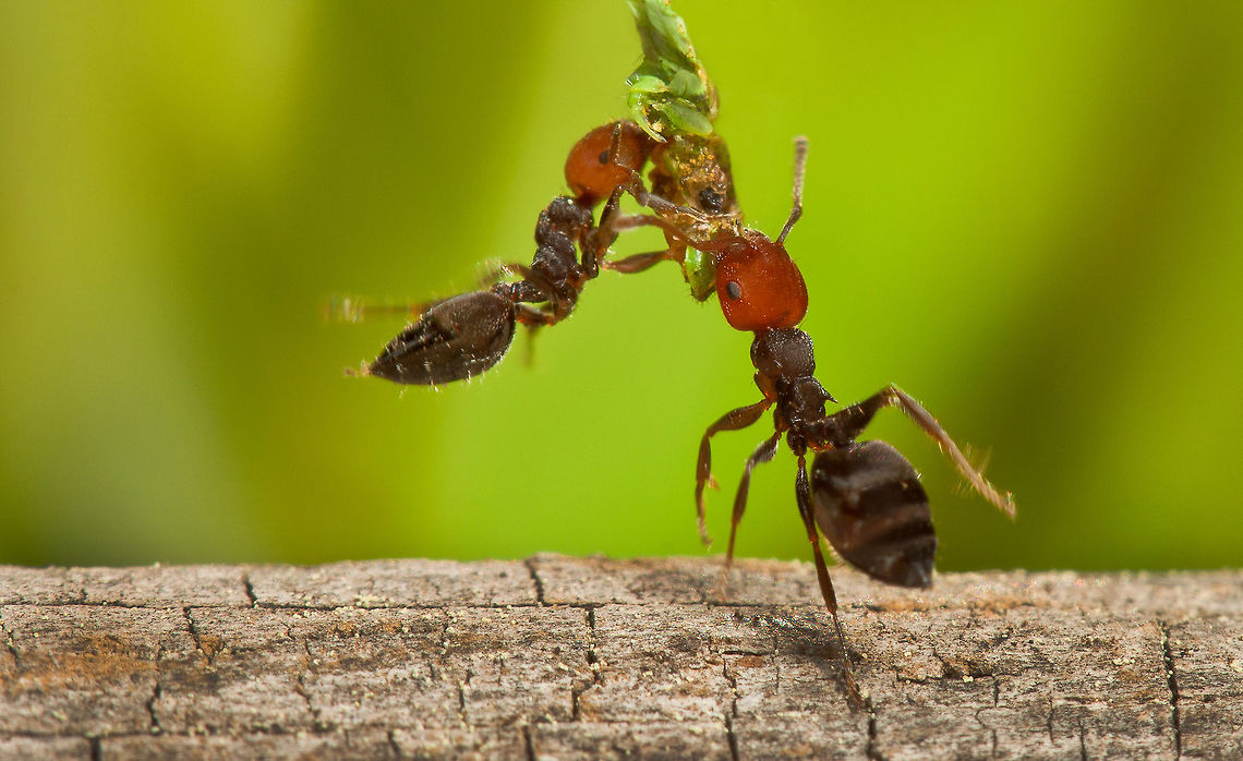 Greedy ants fighting for food Two greedy ants are fighting (or is it helping) for food. Formicidae,MACRO