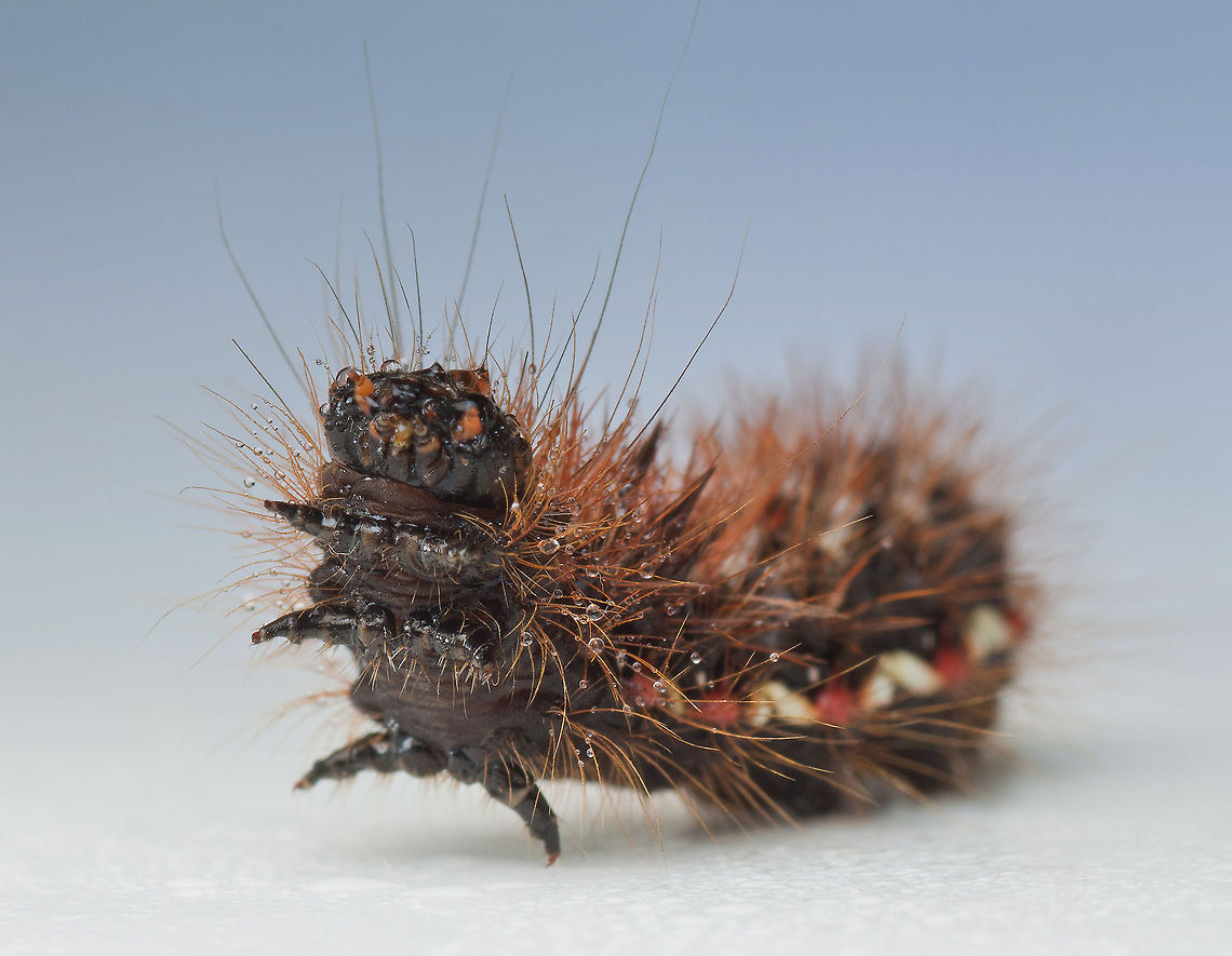 Caterpillar beauty A macro shot of a hairy caterpillar. Acronicta rumicis,Caterpillar,Insects,Knot Grass,MACRO