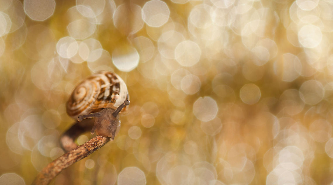 Snail in a dream Gorgeous snail in a fairy tale background. MACRO,Snail,Theba pisana