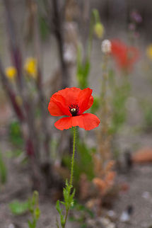 Poppy spring flower A very colorful poppy flower grabs the attention. Papaver rhoeas,Poppy,flora