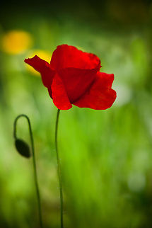Red spring flower Arrtistic photograph of a bright red flower on a green background. Flora,Papaver rhoeas,Poppy