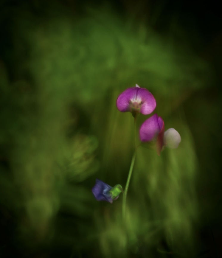 Purple spring flower Abstract view of a purple spring flower. Flora