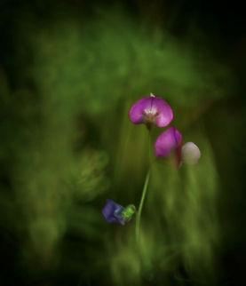 Purple spring flower Abstract view of a purple spring flower. Flora