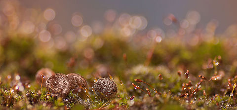 Snails in a fairy tale world Fantastic macro shots showing snails in their wonderfully colorful environment on the forest floor. Snail,macro