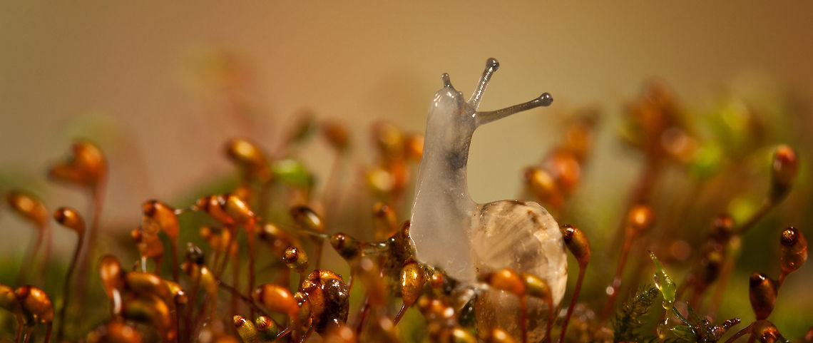 Baby snail lollipop A macro shot of a baby snail on moss.  Snail,macro