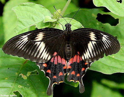 Common Mormon butterfly (female) These butterflies emerge in mid-springs in India, and are pretty tough to capture on camera as they are really swift. Like all butterflies they are shy and feed on honeysuckles that commonly grow in the forest. Common Mormon,Geotagged,India,Papilio polytes